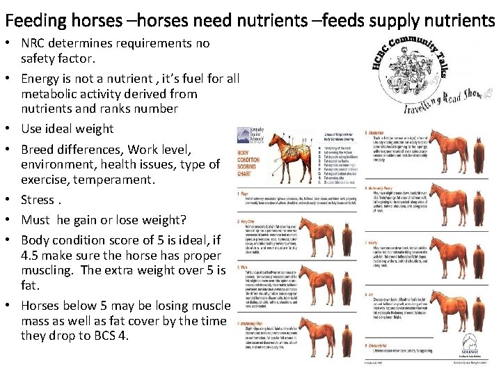 Feeding horses –horses need nutrients –feeds supply nutrients • NRC determines requirements no safety