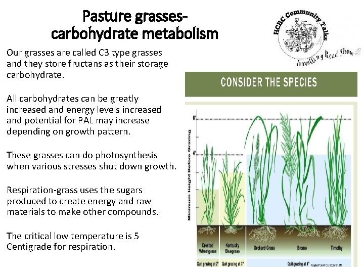 Pasture grassescarbohydrate metabolism Our grasses are called C 3 type grasses and they store