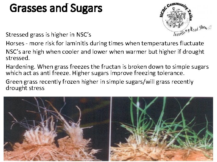 Grasses and Sugars Stressed grass is higher in NSC’s Horses - more risk for