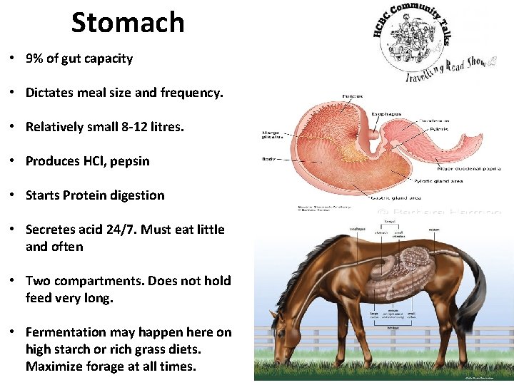 Stomach • 9% of gut capacity • Dictates meal size and frequency. • Relatively