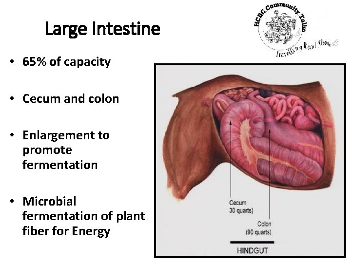 Large Intestine • 65% of capacity • Cecum and colon • Enlargement to promote