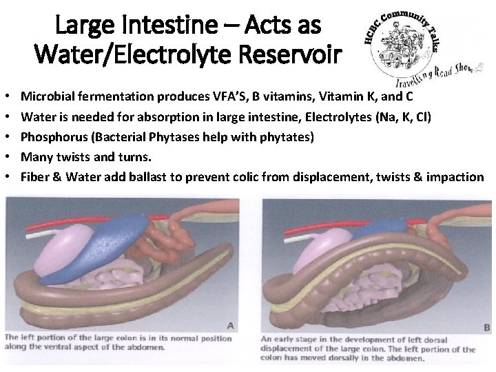 Large Intestine – Acts as Water/Electrolyte Reservoir • • • Microbial fermentation produces VFA’S,