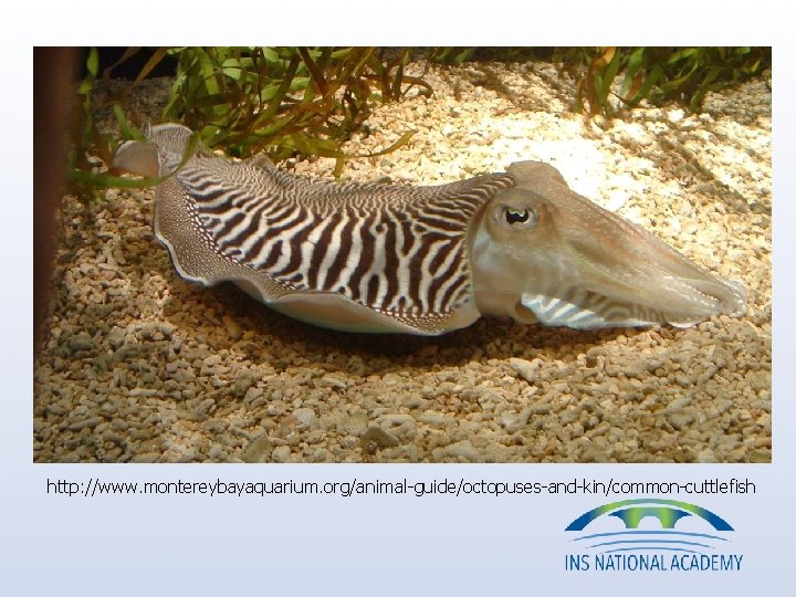 http: //www. montereybayaquarium. org/animal-guide/octopuses-and-kin/common-cuttlefish http: //www. montereybayaquarium. org/animal-guide/octopuses-and-kin/common-cuttlefish