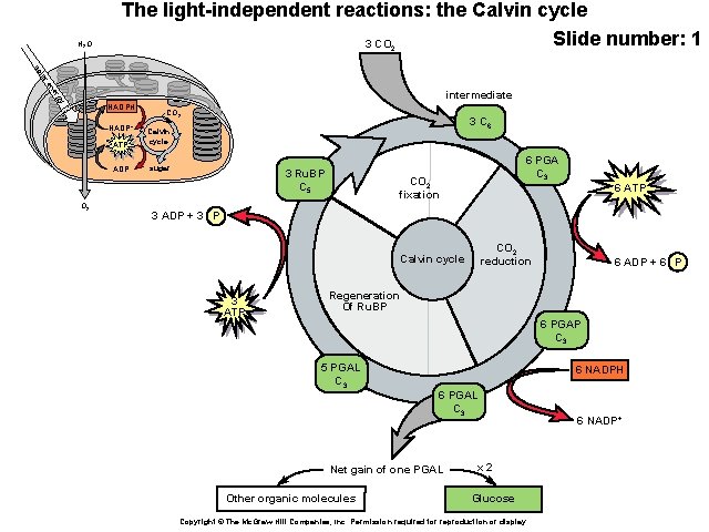 H 2 O The light-independent reactions: the Calvin cycle Slide number: 1 3 CO