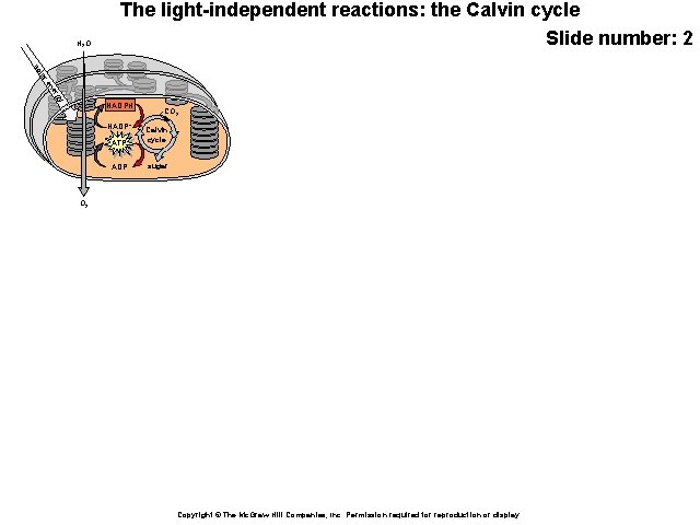 H 2 O The light-independent reactions: the Calvin cycle Slide number: 2 lar so