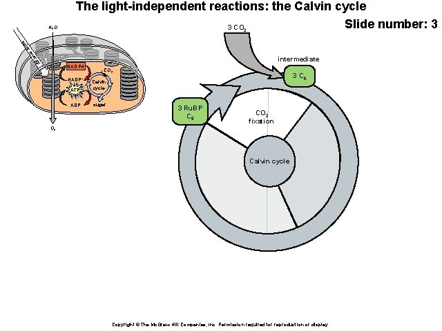 H 2 O The light-independent reactions: the Calvin cycle Slide number: 3 3 CO