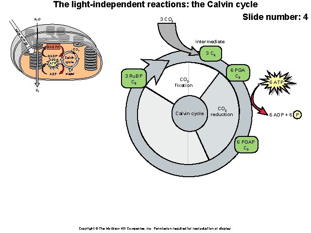 H 2 O The light-independent reactions: the Calvin cycle Slide number: 4 3 CO