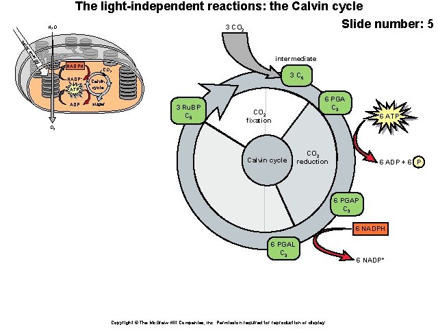 H 2 O The light-independent reactions: the Calvin cycle Slide number: 5 3 CO