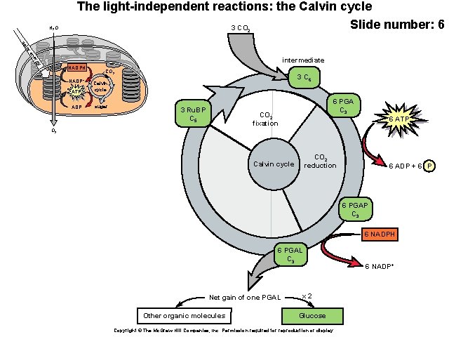 H 2 O The light-independent reactions: the Calvin cycle Slide number: 6 3 CO