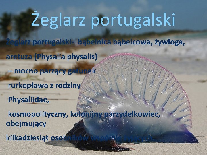 Żeglarz portugalski- bąbelnica bąbelcowa, żywłoga, aretuza (Physalia physalis) – mocno parzący gatunek rurkopława z