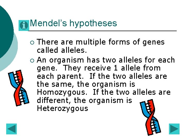 Mendel’s hypotheses There are multiple forms of genes called alleles. ¡ An organism has Mendel’s hypotheses There are multiple forms of genes called alleles. ¡ An organism has