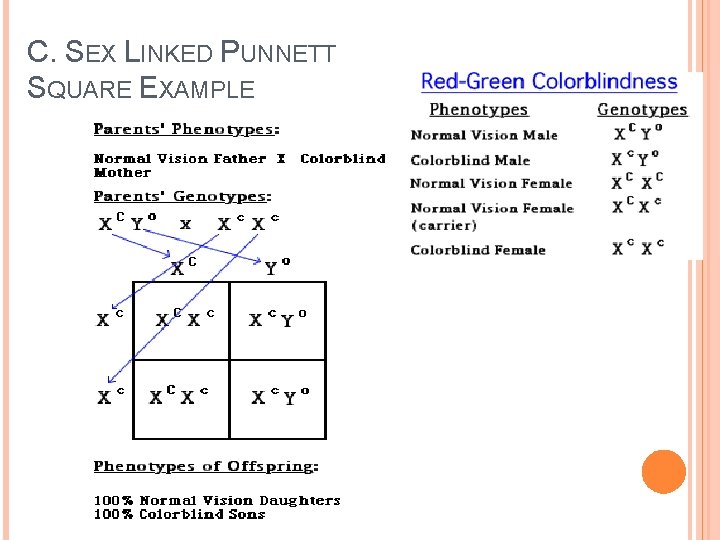 C. SEX LINKED PUNNETT SQUARE EXAMPLE 