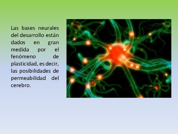 Las bases neurales del desarrollo están dados en gran medida por el fenómeno de Las bases neurales del desarrollo están dados en gran medida por el fenómeno de