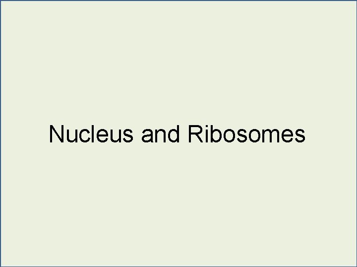 Nucleus and Ribosomes 