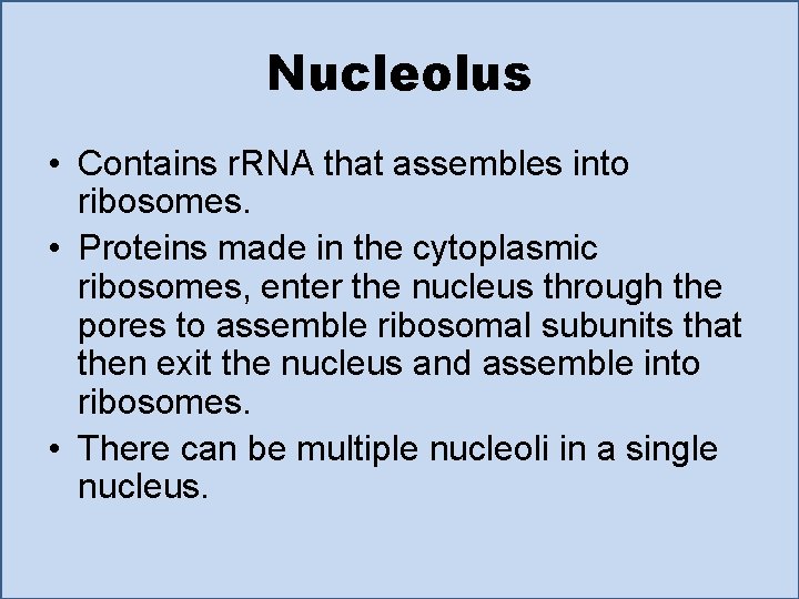 Nucleolus • Contains r. RNA that assembles into ribosomes. • Proteins made in the