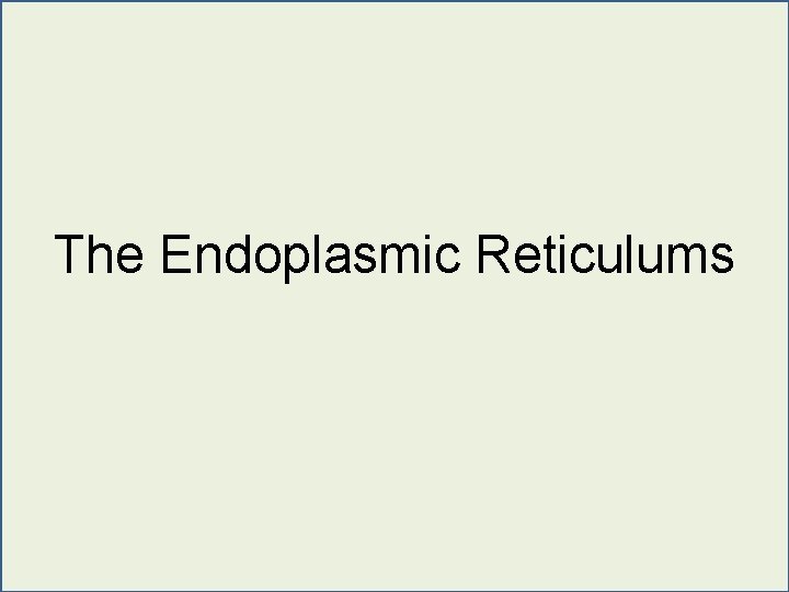 The Endoplasmic Reticulums 