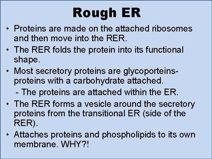 Rough ER • Proteins are made on the attached ribosomes and then move into