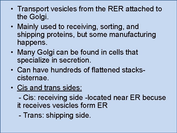  • Transport vesicles from the RER attached to the Golgi. • Mainly used