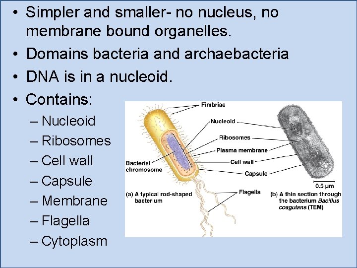  • Simpler and smaller- no nucleus, no membrane bound organelles. • Domains bacteria