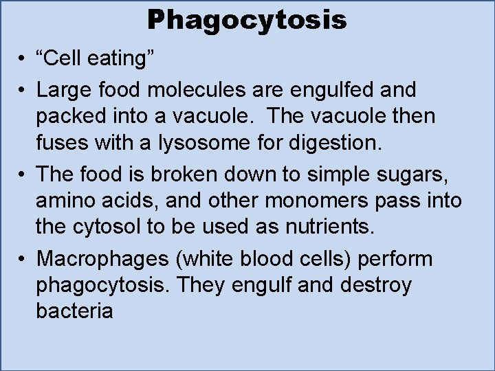 Phagocytosis • “Cell eating” • Large food molecules are engulfed and packed into a