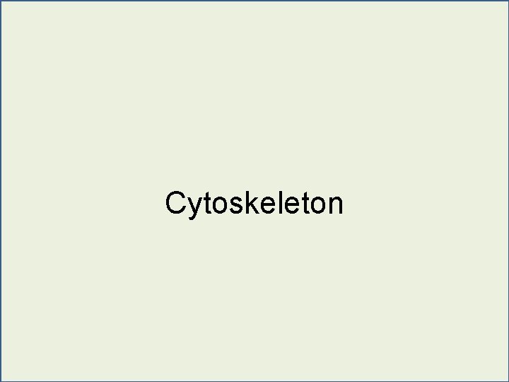 Cytoskeleton 