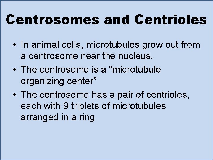 Centrosomes and Centrioles • In animal cells, microtubules grow out from a centrosome near