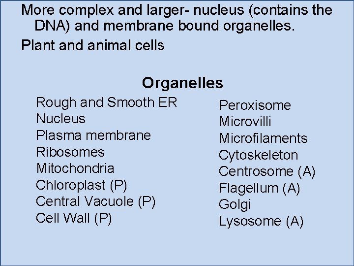 More complex and larger- nucleus (contains the DNA) and membrane bound organelles. Plant and