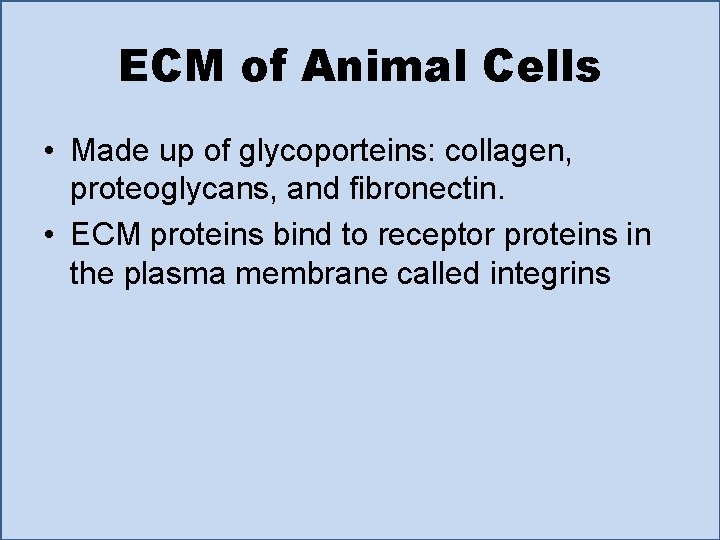 ECM of Animal Cells • Made up of glycoporteins: collagen, proteoglycans, and fibronectin. •