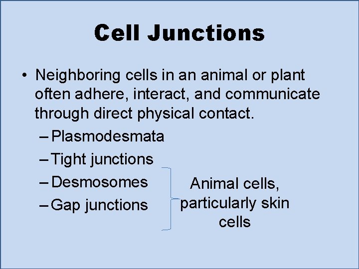Cell Junctions • Neighboring cells in an animal or plant often adhere, interact, and