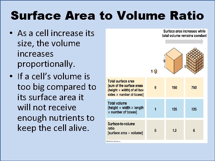 Surface Area to Volume Ratio • As a cell increase its size, the volume