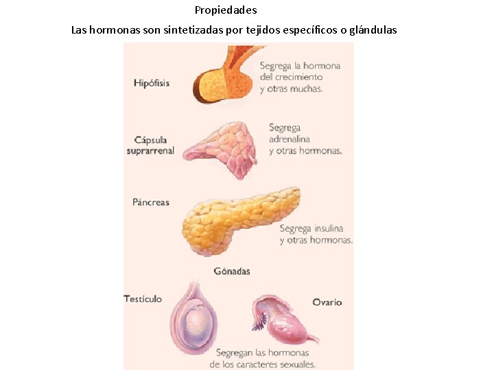 Propiedades Las hormonas son sintetizadas por tejidos específicos o glándulas 