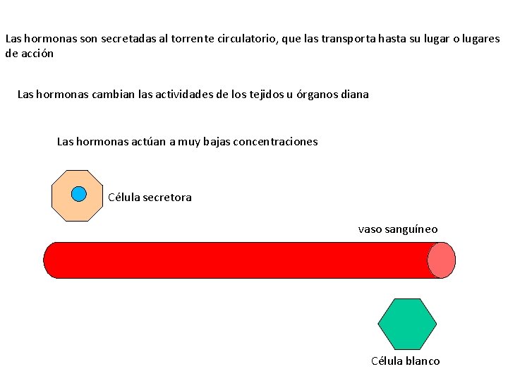 Las hormonas son secretadas al torrente circulatorio, que las transporta hasta su lugar o