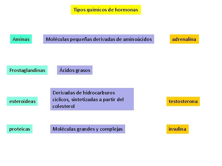 Tipos químicos de hormonas Aminas Prostaglandinas Moléculas pequeñas derivadas de aminoácidos adrenalina Ácidos grasos