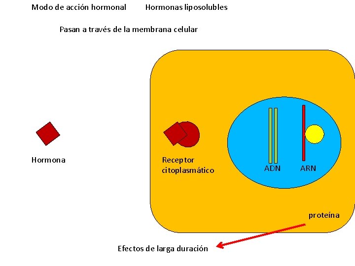 Modo de acción hormonal Hormonas liposolubles Pasan a través de la membrana celular Hormona