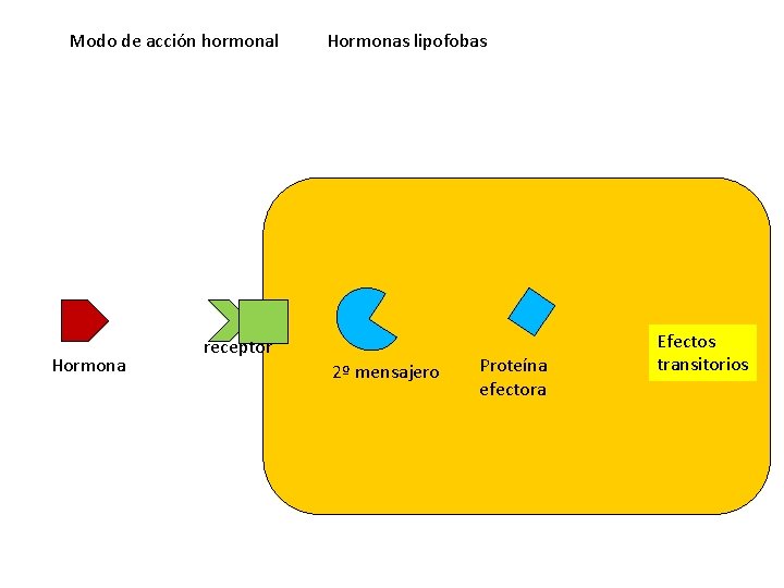 Modo de acción hormonal Hormonas lipofobas receptor 2º mensajero Proteína efectora Efectos transitorios 