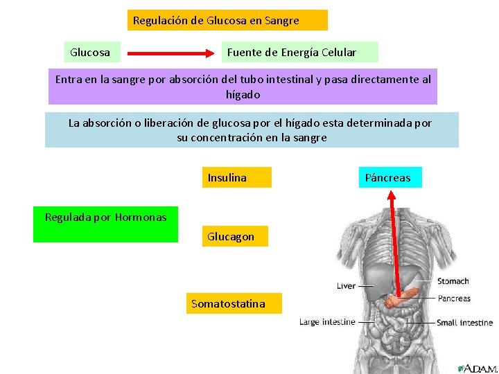 Regulación de Glucosa en Sangre Glucosa Fuente de Energía Celular Entra en la sangre