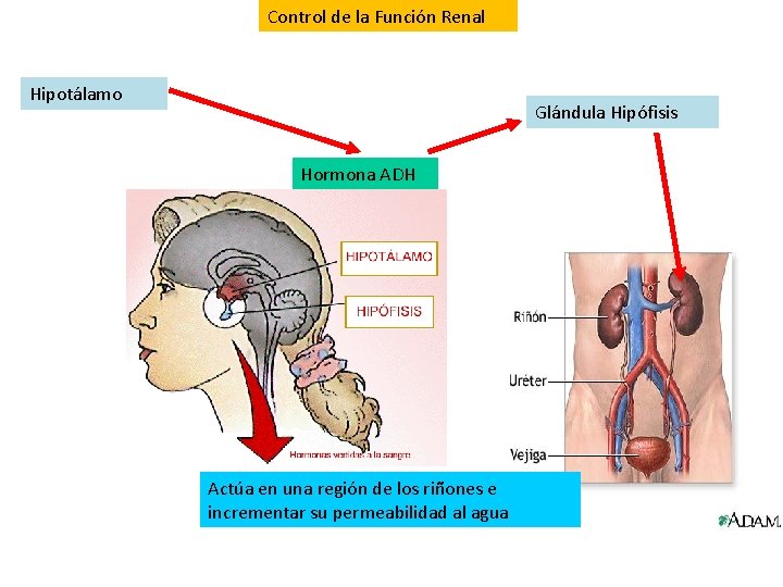 Control de la Función Renal Hipotálamo Glándula Hipófisis Hormona ADH Actúa en una región