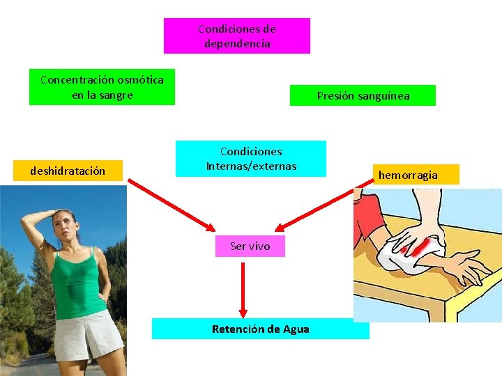 Condiciones de dependencia Concentración osmótica en la sangre deshidratación Presión sanguínea Condiciones Internas/externas Ser