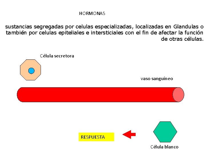 HORMONAS sustancias segregadas por celulas especializadas, localizadas en Glandulas o también por celulas epiteliales