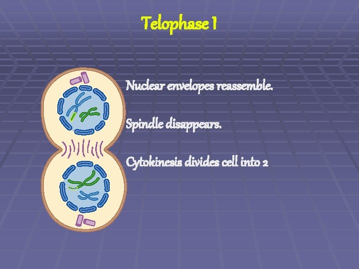 Telophase I Nuclear envelopes reassemble. Spindle disappears. Cytokinesis divides cell into 2 