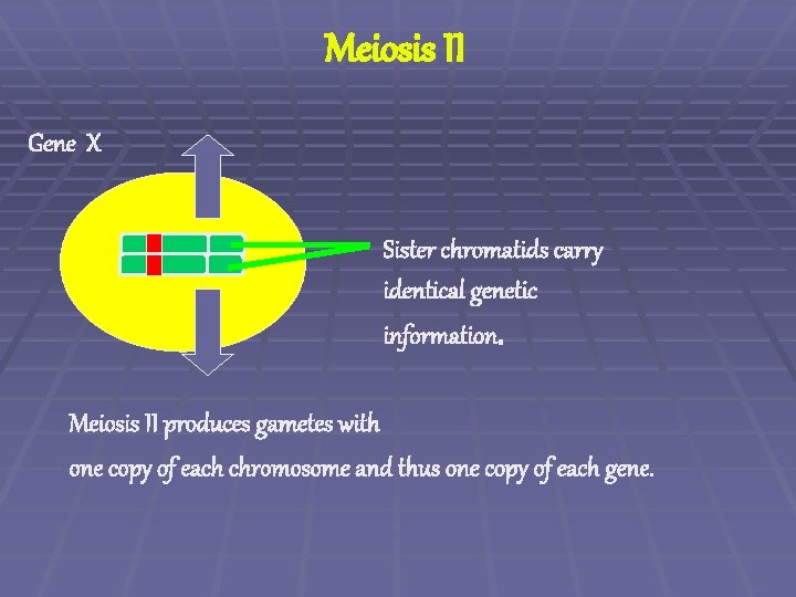 Meiosis II Gene X Sister chromatids carry identical genetic information. Meiosis II produces gametes