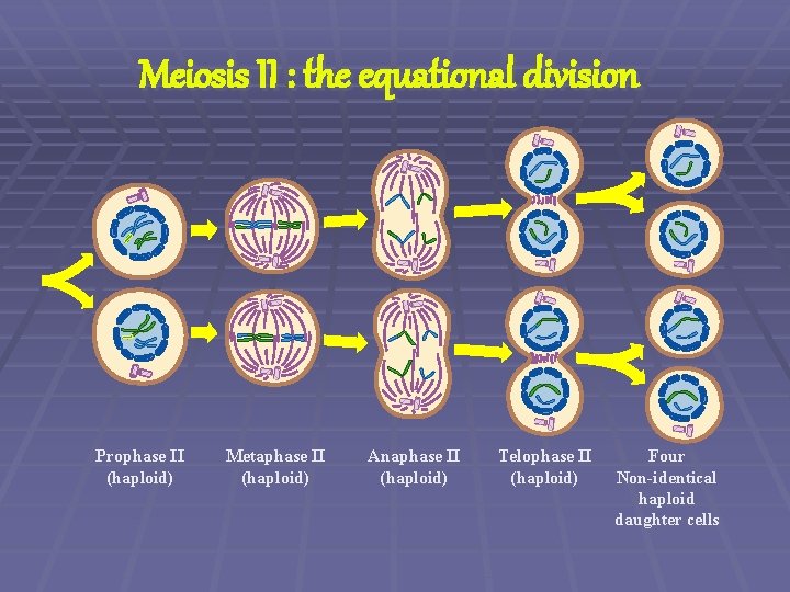 Meiosis II : the equational division Prophase II (haploid) Metaphase II (haploid) Anaphase II