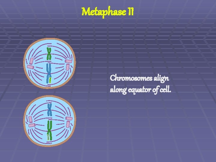 Metaphase II Chromosomes align along equator of cell. 