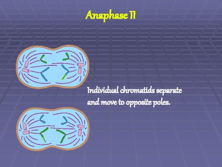 Anaphase II Individual chromatids separate and move to opposite poles. 