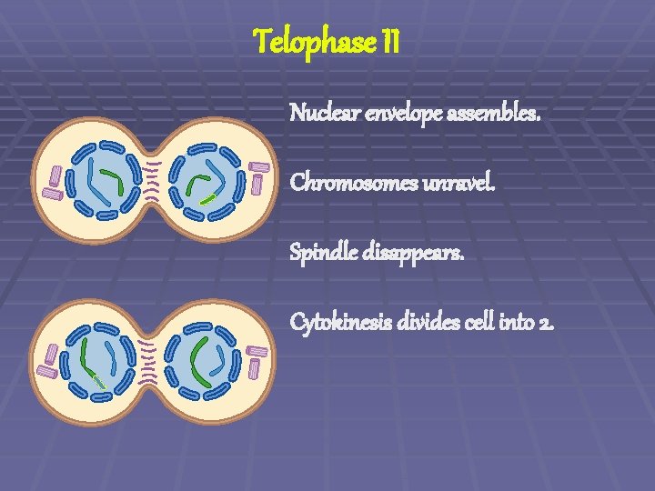 Telophase II Nuclear envelope assembles. Chromosomes unravel. Spindle disappears. Cytokinesis divides cell into 2.
