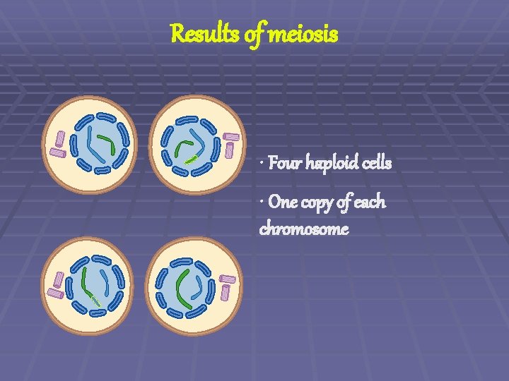Results of meiosis • Four haploid cells • One copy of each chromosome 