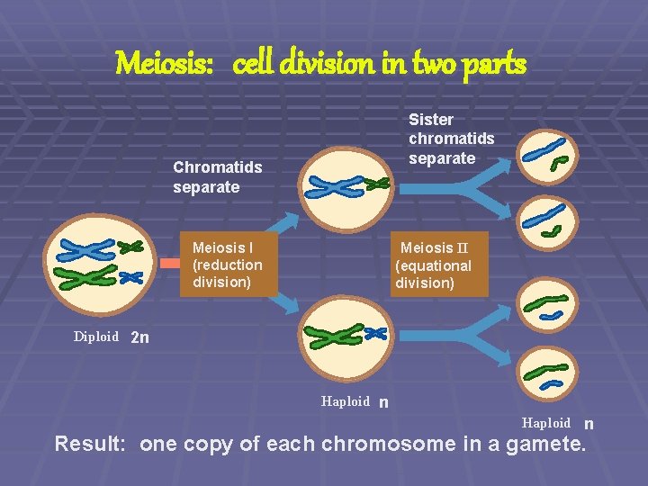 Meiosis: cell division in two parts Sister chromatids separate Chromatids separate Meiosis I (reduction