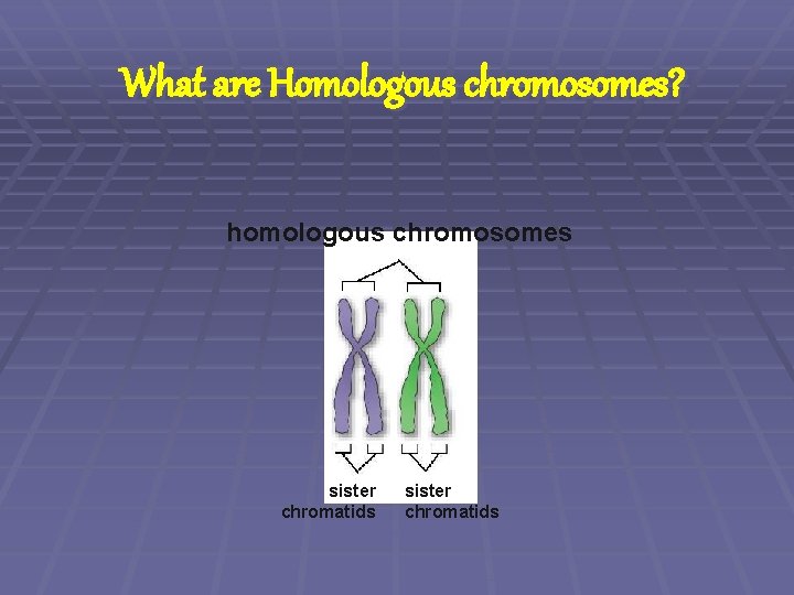 What are Homologous chromosomes? homologous chromosomes sister chromatids 