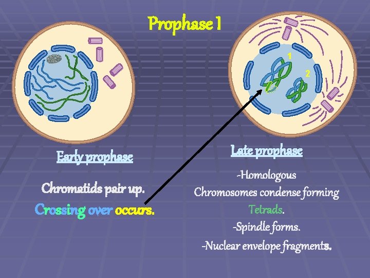 Prophase I 1 2 Early prophase Chromatids pair up. Crossing over occurs. Late prophase