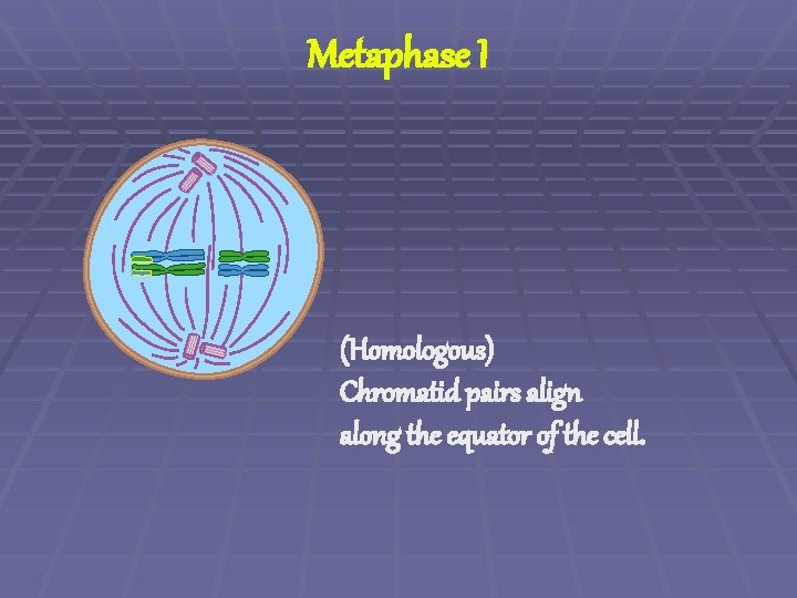 Metaphase I (Homologous) Chromatid pairs align along the equator of the cell. 